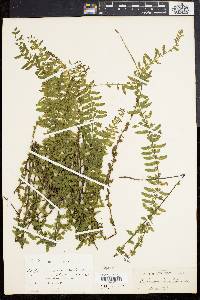 Asplenium pteropus image