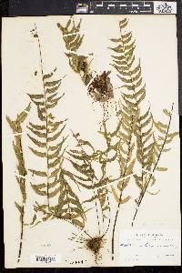 Asplenium lunulatum image