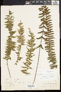 Asplenium lunulatum image