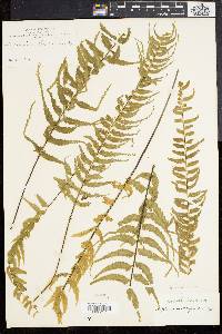 Asplenium lunulatum image