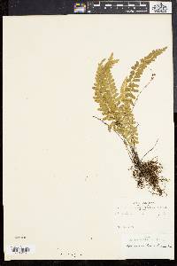 Asplenium lunulatum image