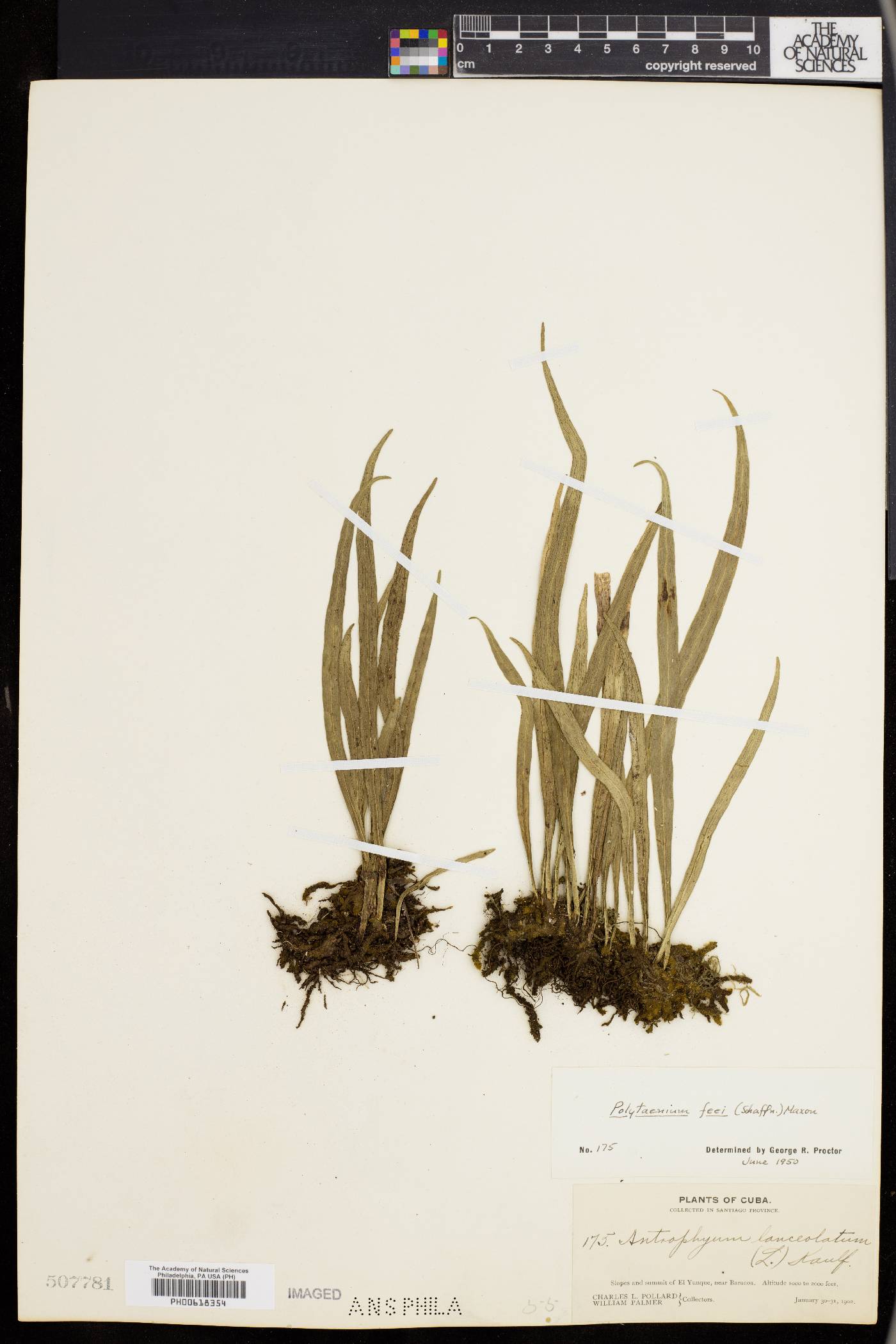 Antrophyum lanceolatum image