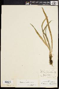 Media resource of Polytaenium lineatum