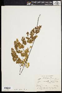 Adiantum cuneatum image