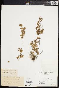 Adiantum cuneatum image