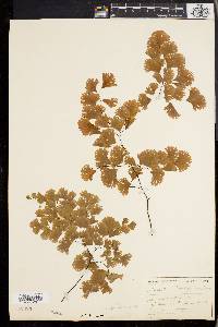 Adiantum tenerum var. farleyense image