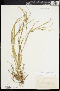 Carex grisea image