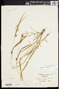 Carex grisea image