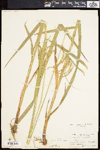 Carex gynandra image