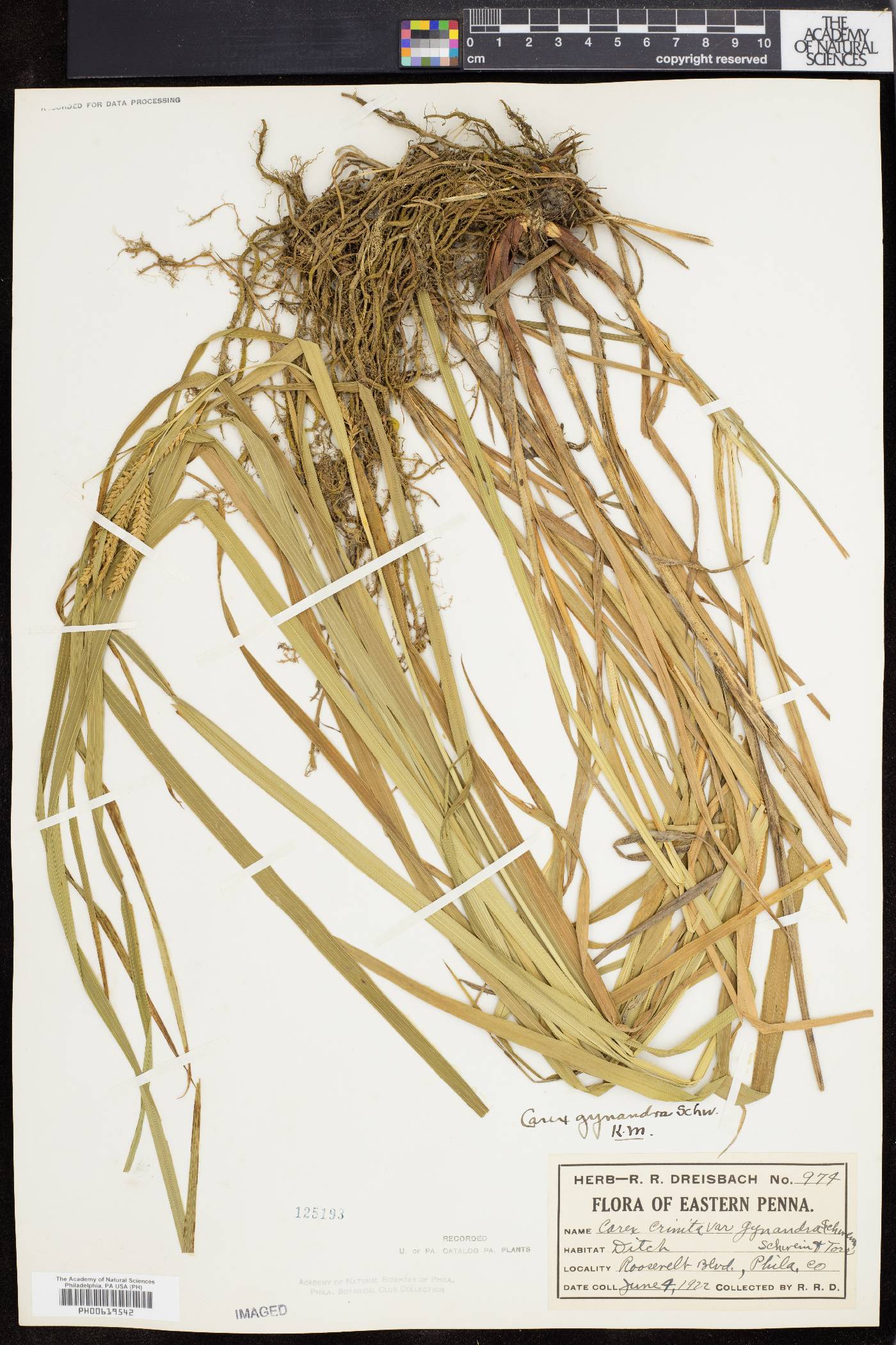 Carex gynandra image