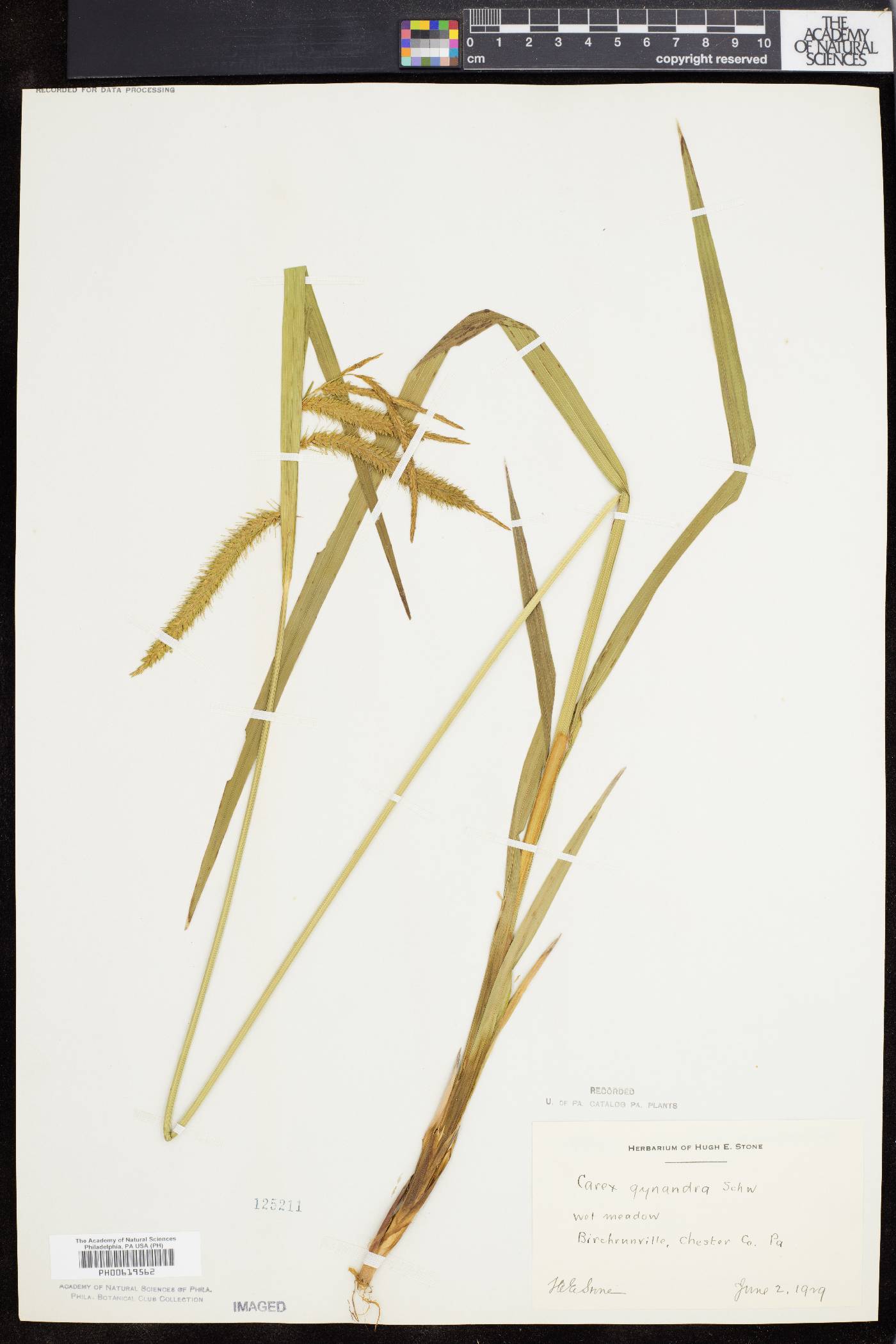 Carex gynandra image