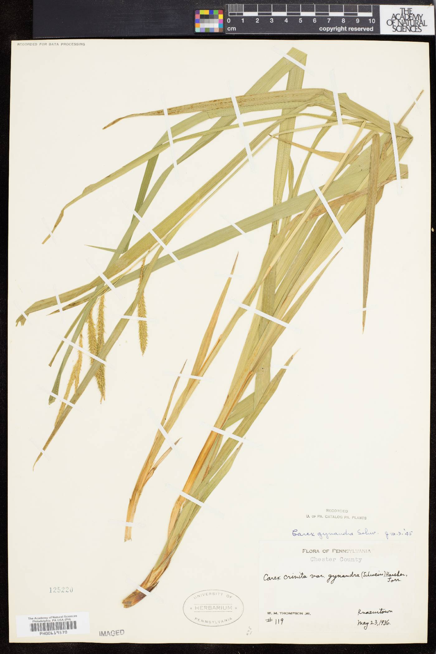 Carex gynandra image