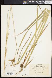 Carex gynandra image