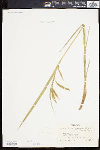 Carex gynandra image