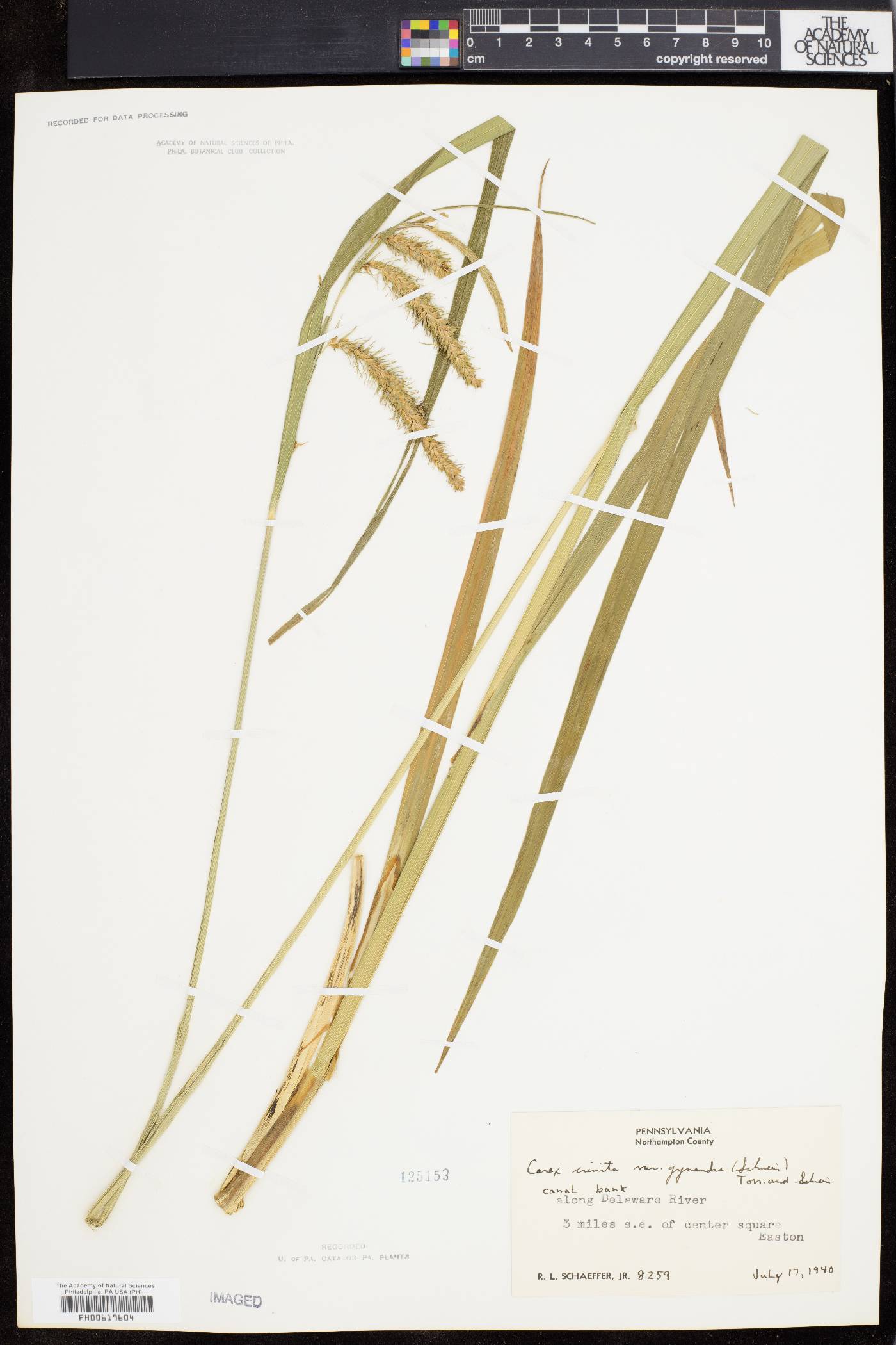 Carex gynandra image