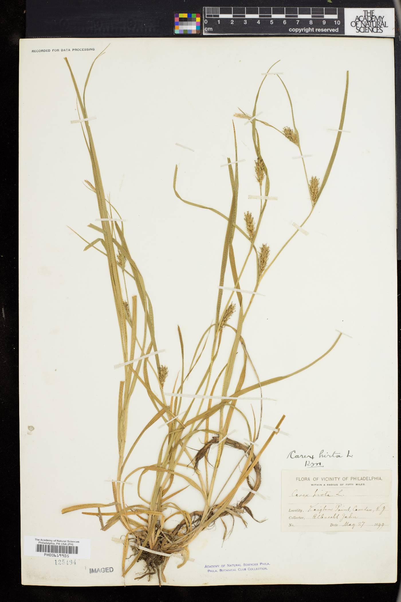 Carex hirta image