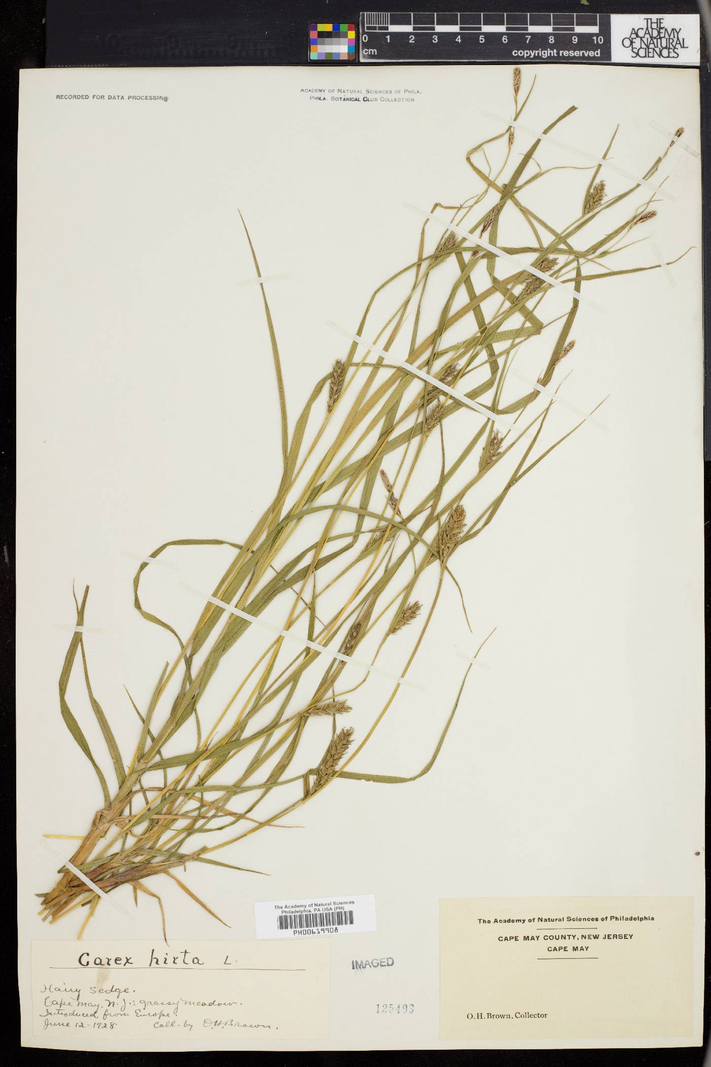 Carex hirta image