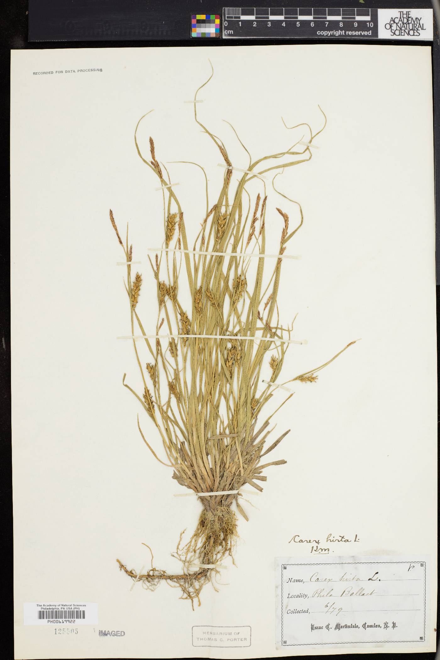 Carex hirta image