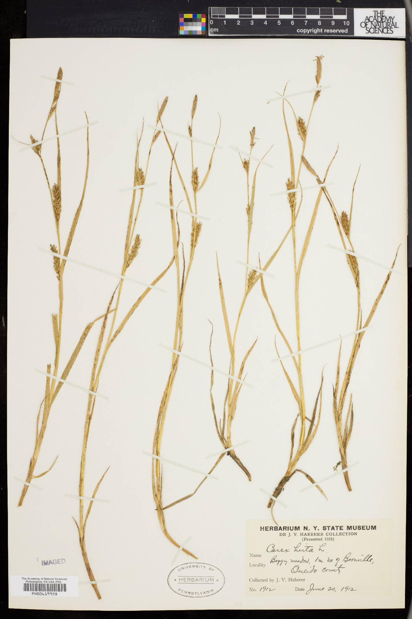 Carex hirta image