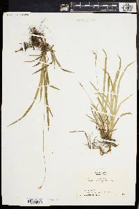 Carex hirtifolia image