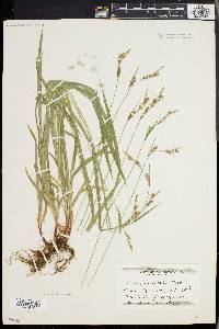 Carex hirtifolia image