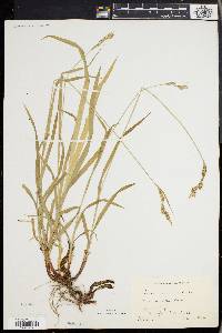 Carex hirtifolia image