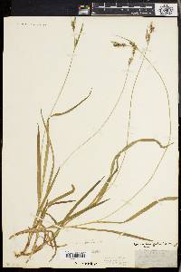 Carex hirtifolia image