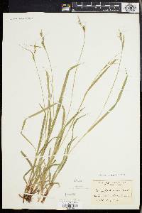 Carex hirtifolia image