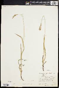 Carex hirtifolia image