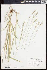 Carex hirtifolia image