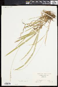 Carex hirtifolia image