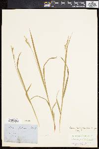 Carex hirtifolia image