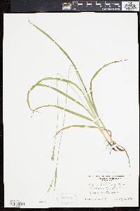 Carex hirtifolia image