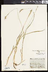 Carex hirtifolia image