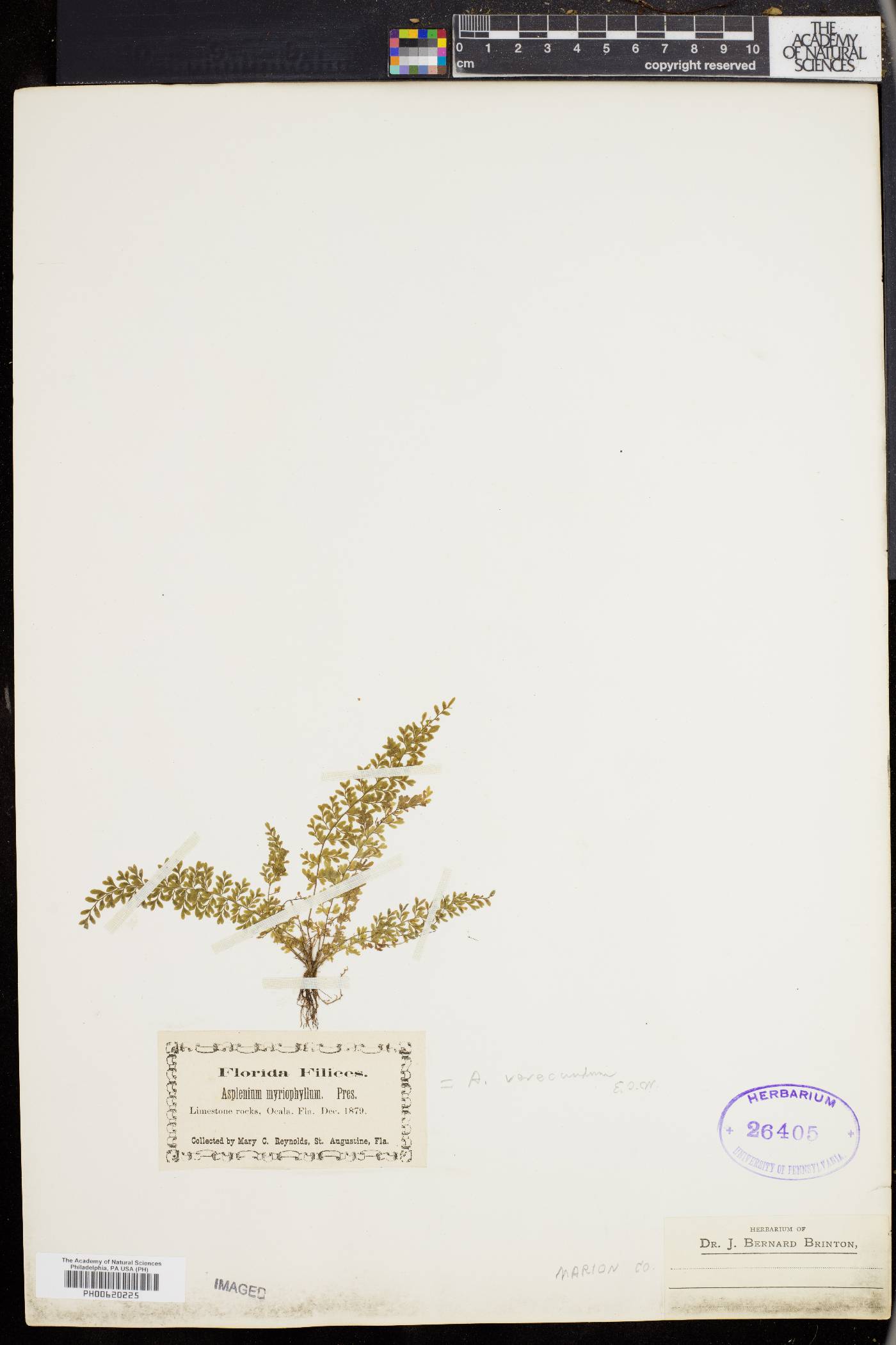 Asplenium verecundum image