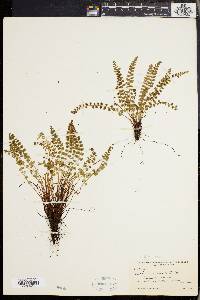 Asplenium viride image