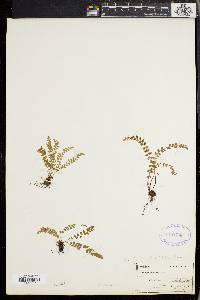 Asplenium viride image