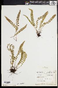 Asplenium viride image