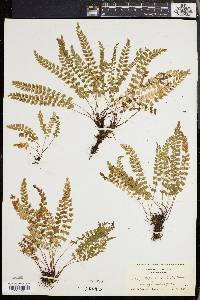 Asplenium viride image