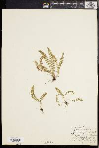 Asplenium viride image