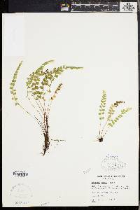 Asplenium viride image