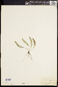 Asplenium viride image