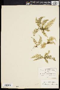 Asplenium cicutarium image