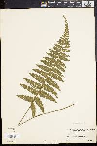 Asplenium cristatum image