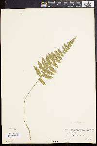 Asplenium cristatum image