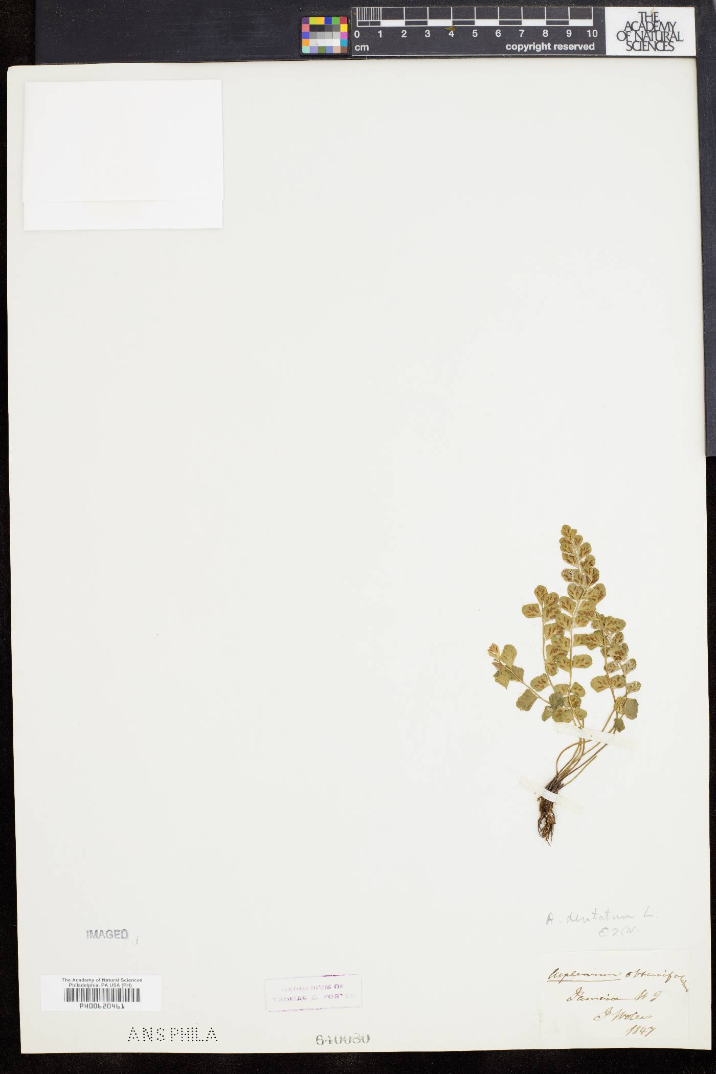 Asplenium dentatum image