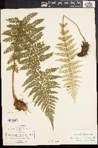 Asplenium eatoni image