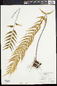 Asplenium auritum image