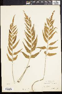 Asplenium auritum image