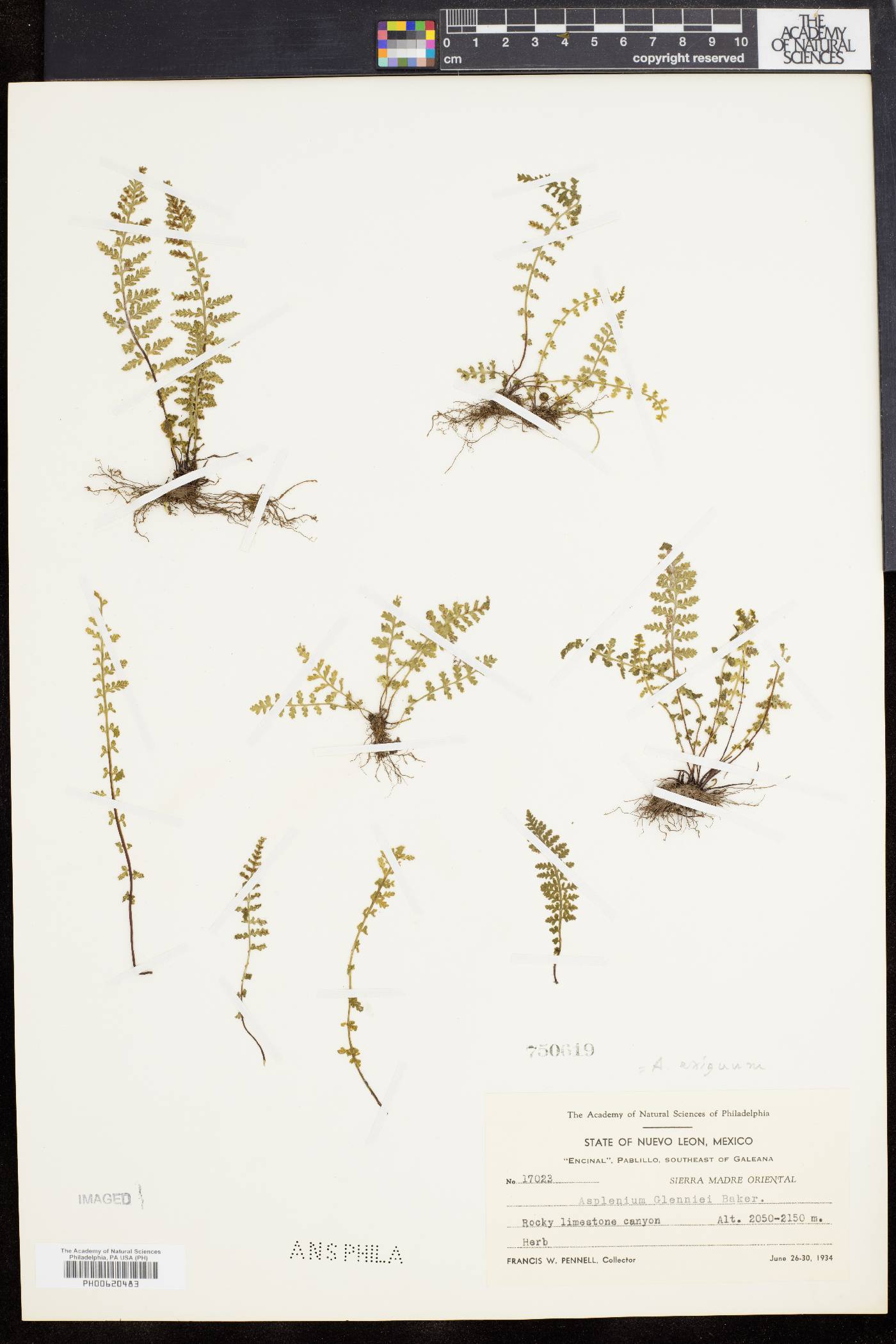 Asplenium exiguum image